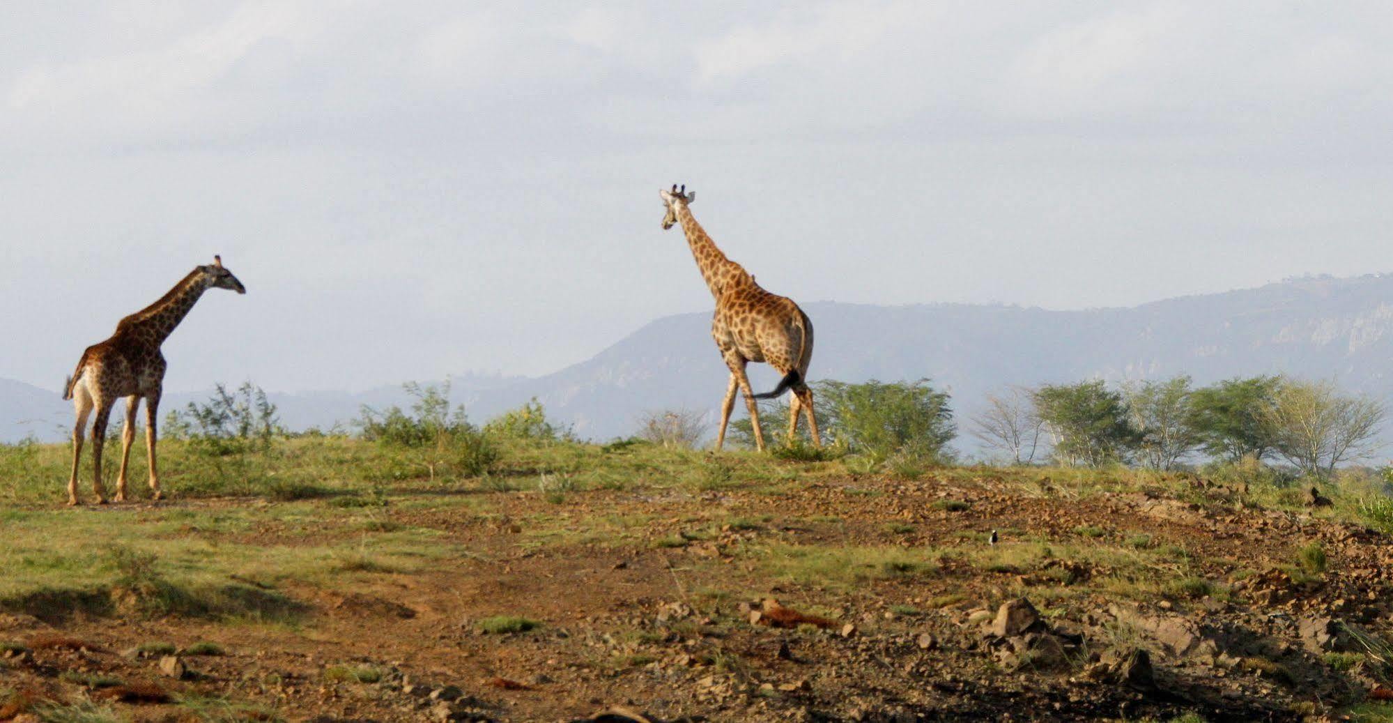 Shayamoya Tiger Fishing And Game Lodge Pongola Bagian luar foto